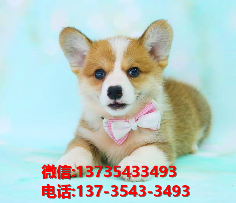 正宗威尔士柯基犬出售福州犬舍宠物狗市场在哪里卖狗哪有狗狗领养