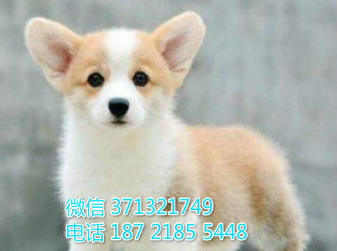 沈阳宠物 柯基犬出售纯种幼犬 沈阳狗场繁殖