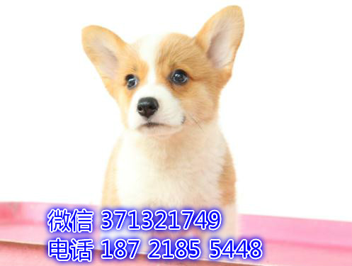 重庆狗狗 柯基犬出售纯种幼犬 重庆特价宠物