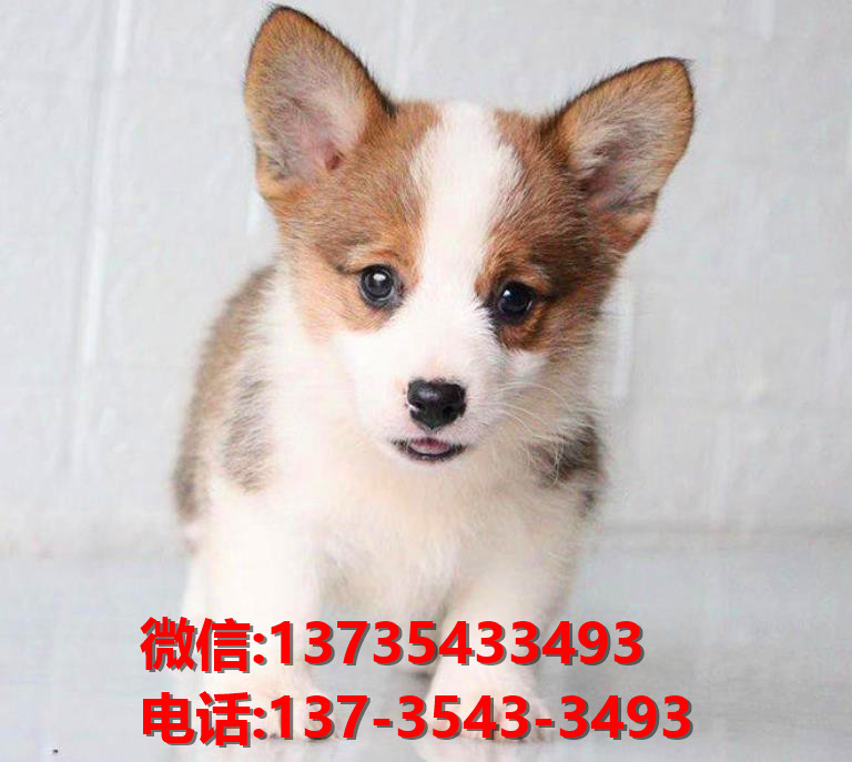 上海宠物狗犬舍出售纯种柯基犬 威尔士柯基犬小短腿哪里有卖