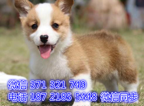 全国发货 北京 柯基犬出售纯种幼犬 特价狗狗