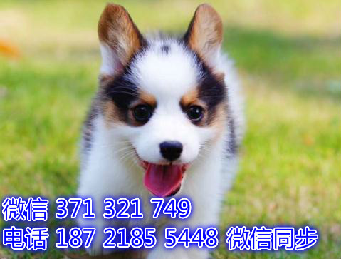 全国发货 北京 柯基犬出售纯种幼犬 特价狗狗促销