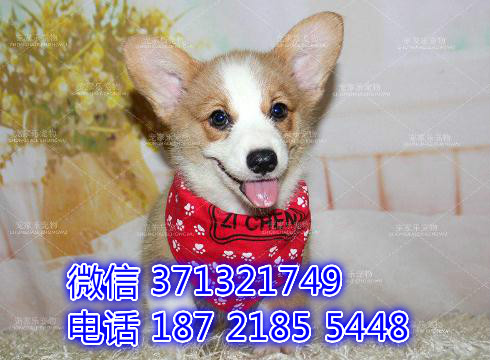 深圳宠物 柯基犬出售纯种幼犬 深圳宠物狗犬舍