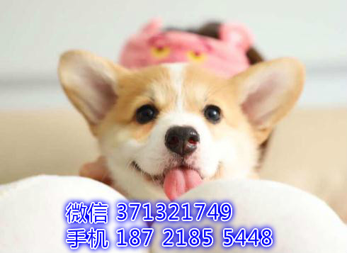 长沙狗狗 柯基犬出售纯种幼犬 长沙犬舍 全国