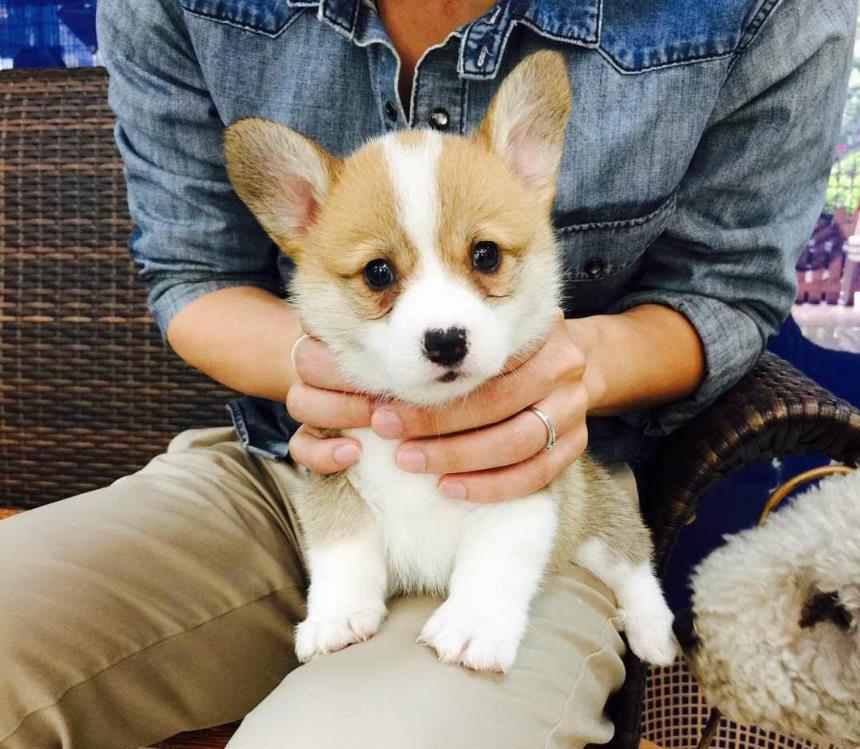 纯种柯基犬领养重庆宠物狗市场在哪里买狗网上