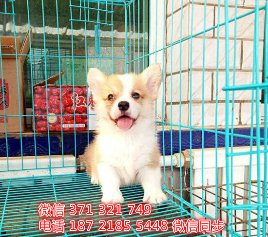 重庆宠物 法柯基犬纯种幼犬出售 重庆犬舍狗场