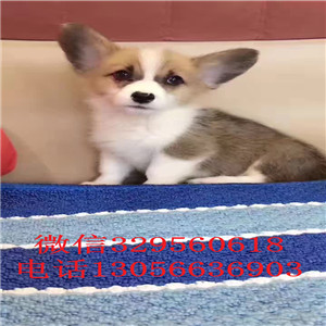 沈阳出售纯种《柯基犬》《双色三色柯基犬》包健康