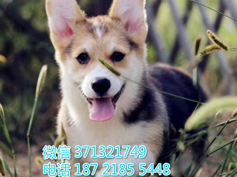 青岛宠物柯基犬幼犬出售 青岛狗场在哪里 特价