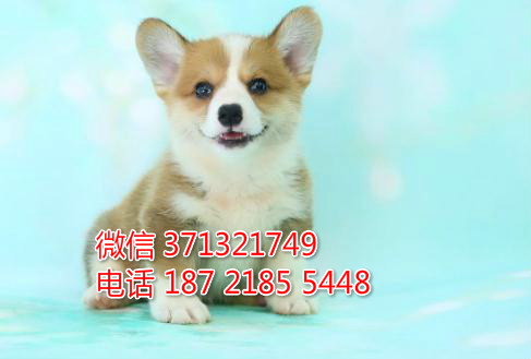 长春宠物 柯基纯种幼犬出售 长春犬舍在哪里