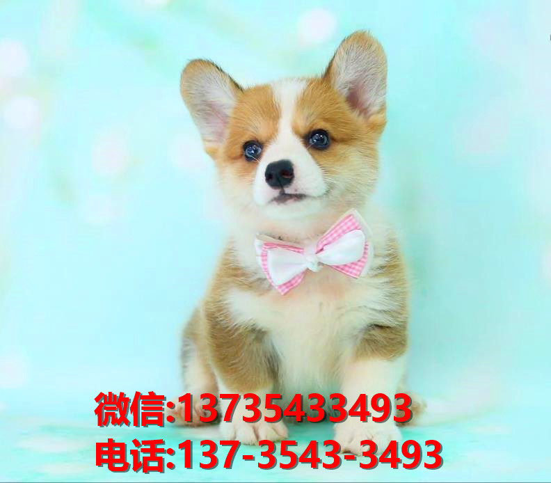 纯种柯基犬 福州犬舍正宗威尔士柯基犬哪里有