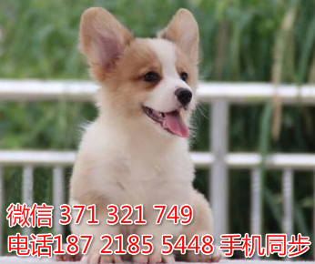  特惠大柴犬纯种幼犬出售 支持上门支持空运汽运乱