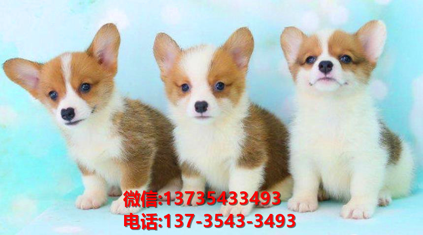 纯种柯基犬 深圳狗狗犬舍正宗威尔士柯基犬哪