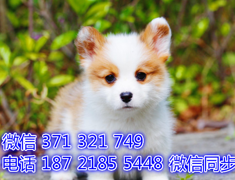 深圳宠物狗狗柯基犬出售幼犬 全国可以发货说