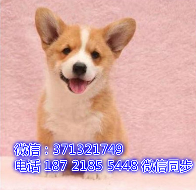 特价 柯基犬出售纯种幼犬 专业繁殖专业发货 可上门看隙