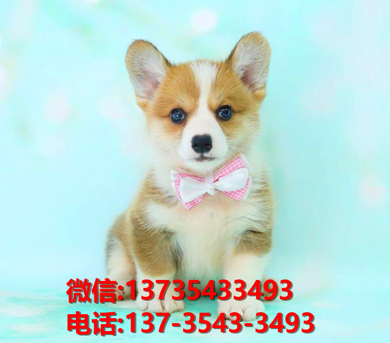 纯种柯基犬 福州犬舍正宗威尔士柯基犬哪里有卖狗地方