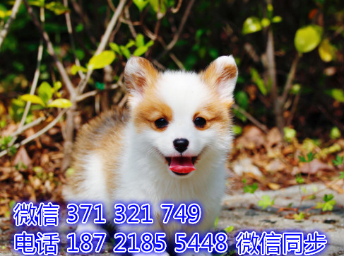 宠物狗狗柯基全国可以发货 犬舍繁殖 包健康嚼