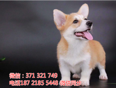 全国特惠柯基犬纯种幼犬 支持上门 支持空运汽运 包健康卓