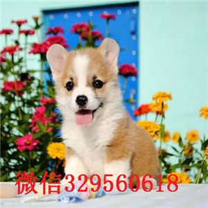  鞍山哪里有柯基卖双色三色柯基犬小短腿柯基