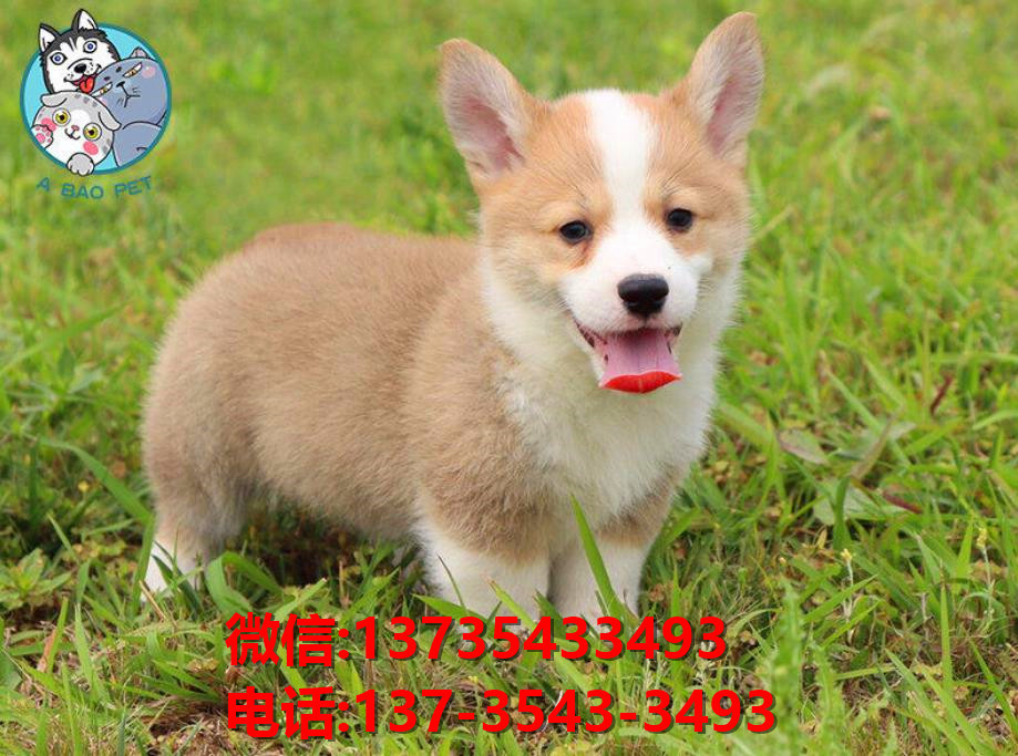 纯种柯基犬 长沙狗狗犬舍正宗威尔士柯基犬哪