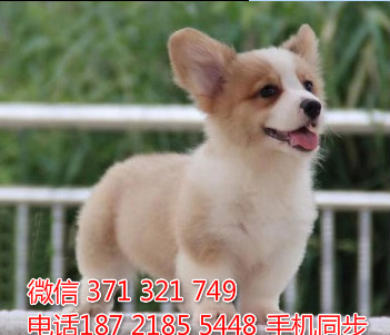  特惠大柴犬纯种幼犬出售 支持上门支持空运汽运乱