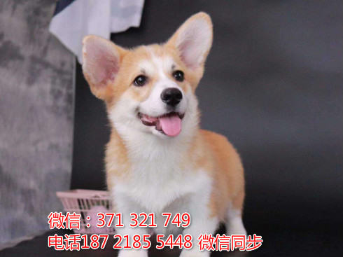 全国特惠柯基犬纯种幼犬 支持上门 支持空运汽运 包健康式