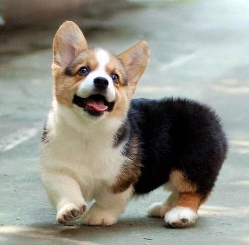 大姚卖柯基大姚养殖基地出售纯种柯基