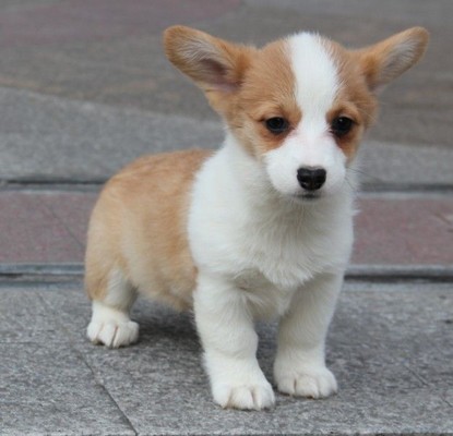 镇远县买柯基 养犬基地出售漂亮小柯基