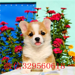  九江哪里有柯基犬出售柯基犬的高品质柯基小