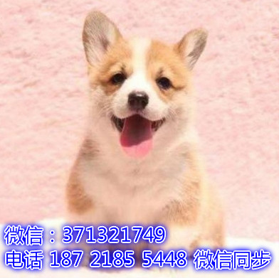 宠物市场 哪里有宠物柯基犬，精品小型中型大型