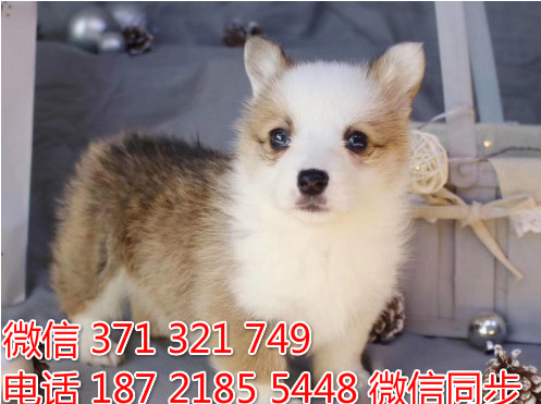 柯基纯种幼犬出售，犬舍直销柯基 犬舍狗场宠物狗及