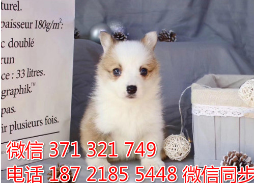 柯基纯种幼犬出售，犬舍直销柯基 犬舍狗场宠物狗啬