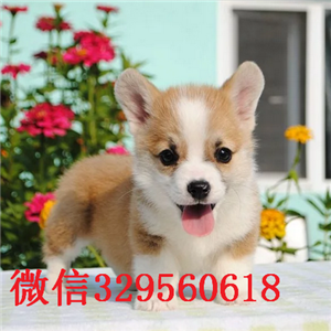  陇南哪有专业繁殖柯基犬舍短腿柯基犬多少钱