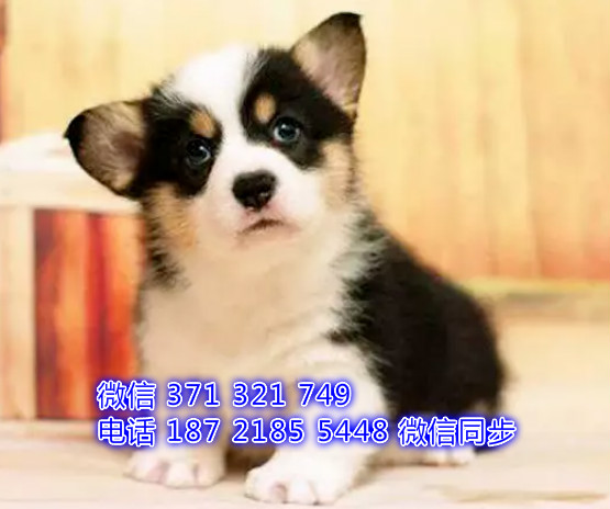 犬舍直销，哪里有宠物柯基 ，精品小型中型大型犬