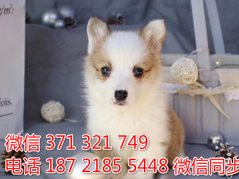 柯基纯种幼犬出售，犬舍直销柯基 犬舍狗场宠物