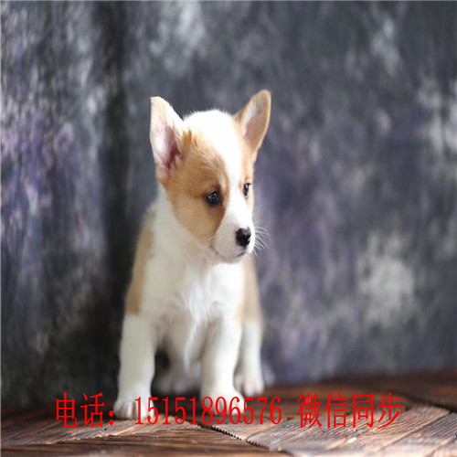 扬州三色柯基出售 双色柯基多少钱纯种柯基价格柯基怎么卖的哪里卖的柯基便宜