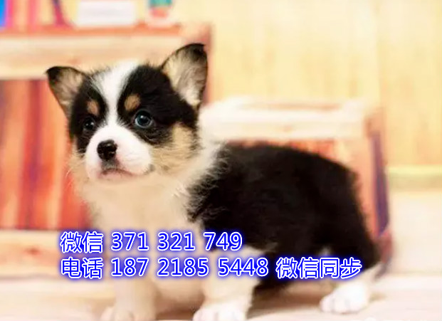 犬舍直销，哪里有宠物柯基 ，精品小型中型大型犬狗狗瞬