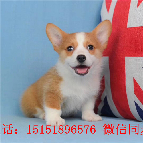  九江柯基犬舍 九江三色柯基怎卖的 九江哪里