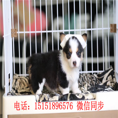 扬州三色柯基出售 双色柯基多少钱纯种柯基价格柯基怎么卖的哪里卖的柯基便宜