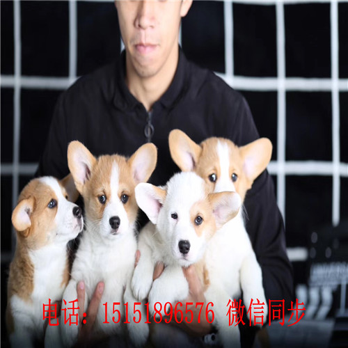 株洲柯基犬舍 株洲三色柯基怎卖的 株洲哪里卖