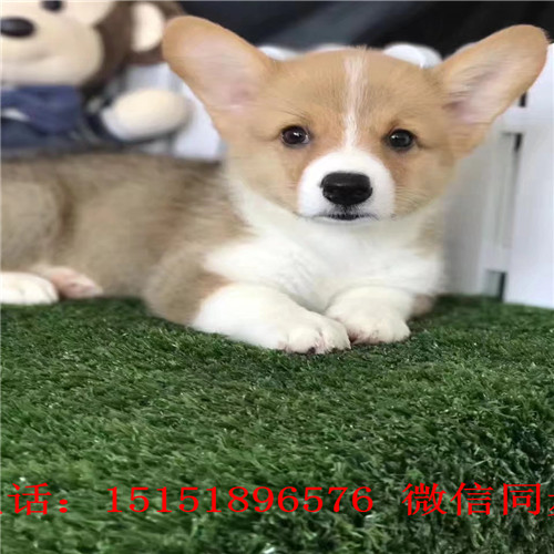 扬州三色柯基出售 双色柯基多少钱纯种柯基价格柯基怎么卖的哪里卖的柯基便宜