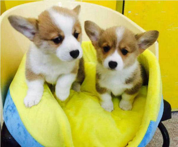 海口买柯基犬 ?？诒镜赜忻挥腥? width=80px height=80px /></div><div   id=