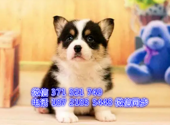 犬舍直销，哪里有宠物柯基 ，精品小型中型大型犬狗狗瞬