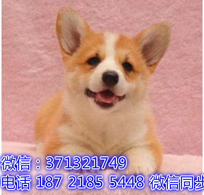 宠物市场 哪里有宠物柯基犬，精品小型中型大型犬狗狗放