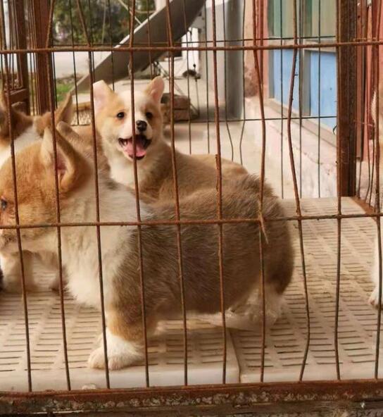 楚雄姚安卖柯基犬狗场常年卖纯种柯基犬