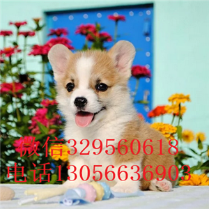  海口哪里有卖双色柯基柯基犬的高品质柯基柯基多少钱一只柯基犬一个月吃多少