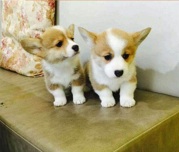 楚雄买狗楚雄哪里买柯基犬 云南狗场出售柯基