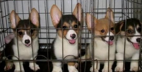 景洪卖柯基景洪狗场常年出售纯种柯基