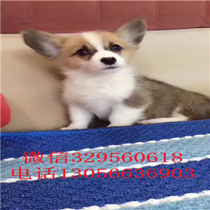  赤峰哪有专业繁殖柯基犬舍出售纯种柯基犬柯