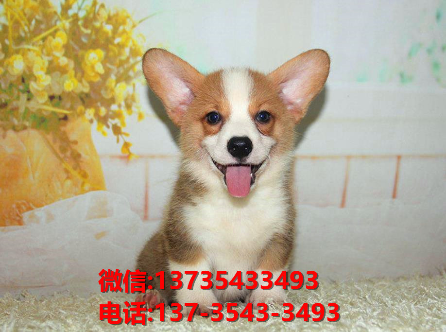 承德宠物狗犬舍出售纯种柯基犬幼犬卖狗买狗地方狗市场