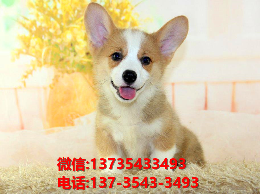 镇江宠物狗狗犬舍出售纯种柯基犬幼犬卖狗地方